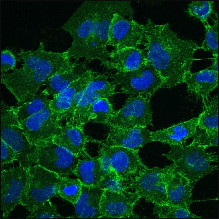Manchester Cancer Research Centre - 